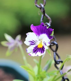 Close-up of purple flowering plant