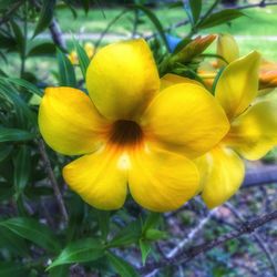 Close-up of yellow flowers blooming outdoors