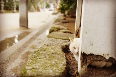 Close-up of cat