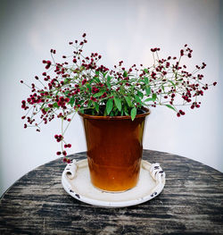 Close-up of potted plant on table