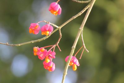 Close-up of pink flowering plant