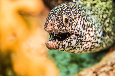 Close-up of turtle in sea