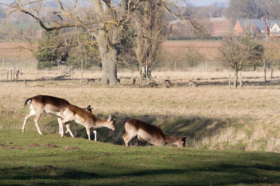 Horses in a field