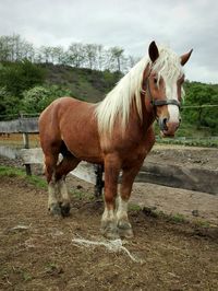Horse standing in ranch