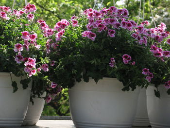 Close-up of pink flowers