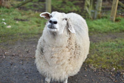 Close-up of sheep