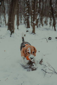 Dog on snow covered land