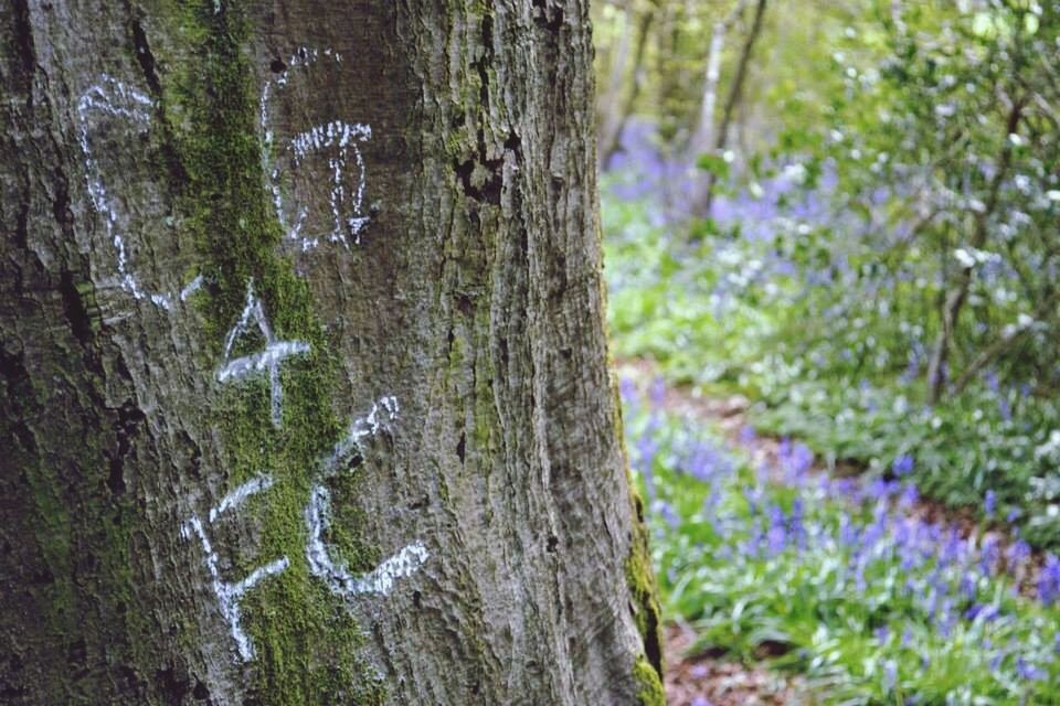 tree, tree trunk, growth, nature, close-up, forest, focus on foreground, tranquility, day, textured, beauty in nature, outdoors, no people, plant, text, selective focus, growing, moss, woodland, bark