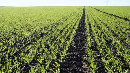 Crops growing on field against sky