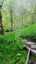 Scenic view of forest