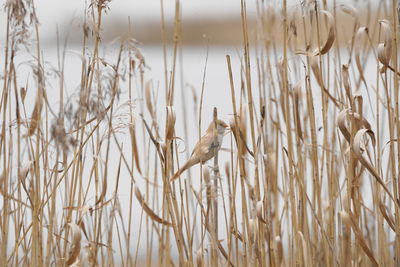 View of a bird against the sky