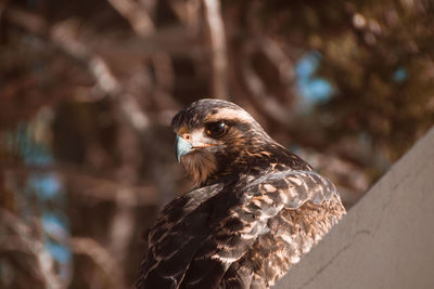 Close-up of eagle