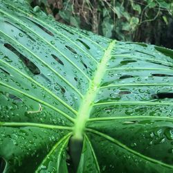 Close-up of wet plant leaves during rainy season