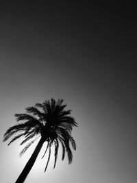 Low angle view of palm tree against clear sky