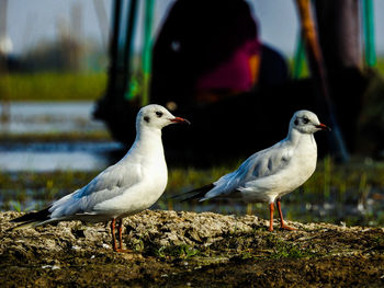 Close-up of bird perching on water