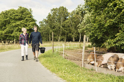 Man and woman walking on road against trees by pigs at farm