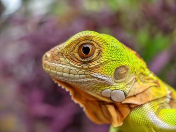 Close-up of a lizard