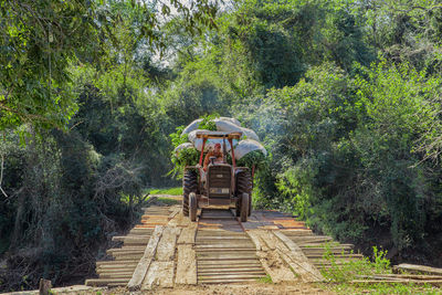 Road amidst trees in forest