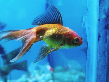 Fish swimming in aquarium