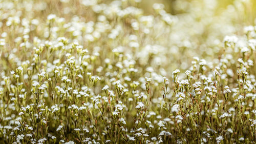 Full frame shot of flowering plants on field
