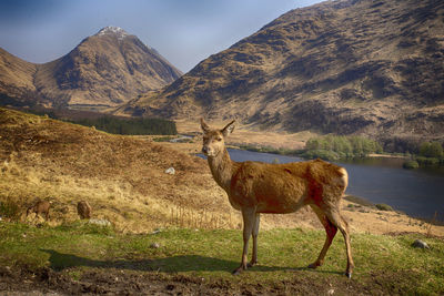 Horse standing in a field