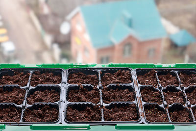 Close-up of potted plant