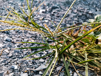 Close-up of plant growing on field