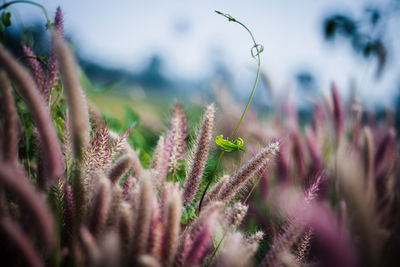 Close-up of flowers on field