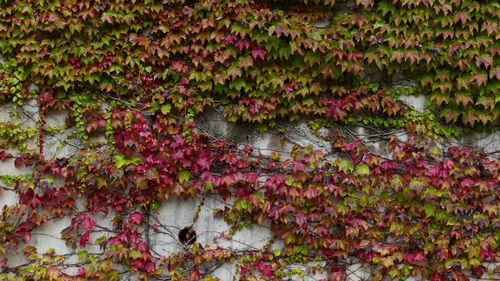 Full frame shot of pink flowering plants by lake