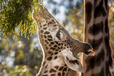 Close-up of giraffe