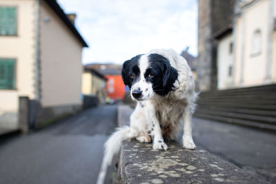 Portrait of a dog