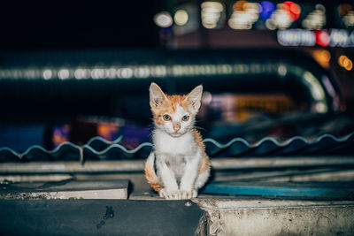 Portrait of cat sitting by illuminated lights at night