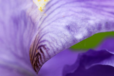 Macro shot of purple flowering plant