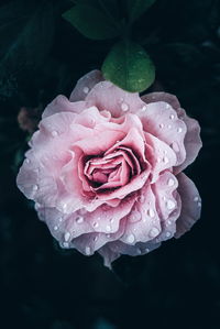 Close-up of raindrops on pink rose