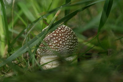 Close-up of plant