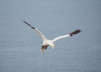 Swan flying over lake