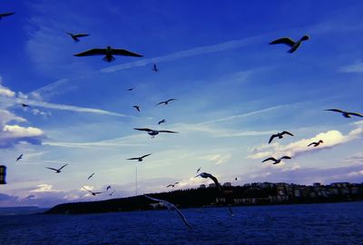 Low angle view of seagulls flying in sky