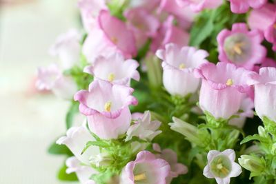 Close-up of pink flowers