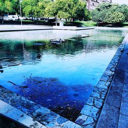 Reflection of trees in swimming pool