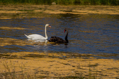 Swan swimming in lake
