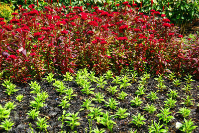 Close-up of red flowering plant in field