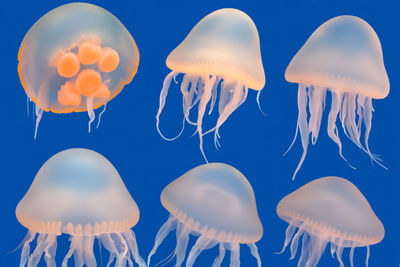 Jellyfish swimming in sea