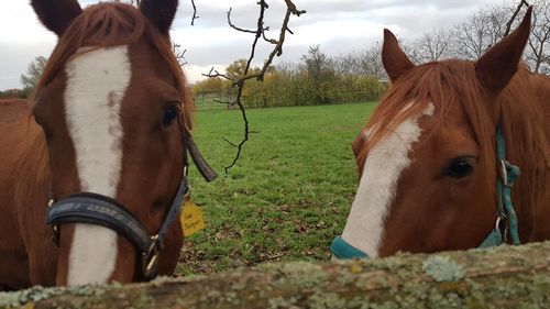 Horse in the field