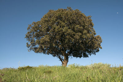 Tree on field against clear blue sky