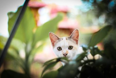Close-up portrait of a cat