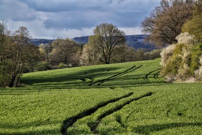 Trees on field against cloudy sky