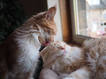 Close-up of two cats