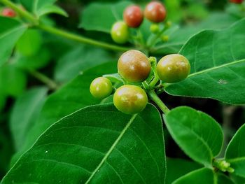 Close-up of fruits on tree