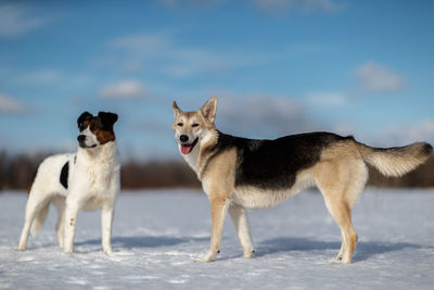 View of two dogs on street