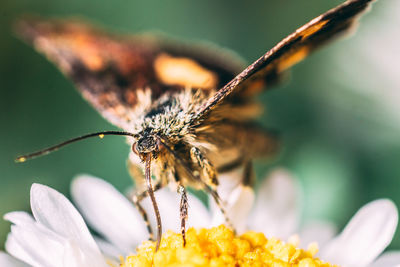 Close-up of butterfly pollinating on flower